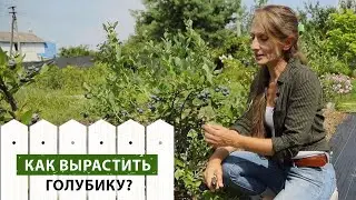 Как вырастить ГОЛУБИКУ в домашних условиях. Особенности ухода