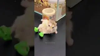 Funny hamster 