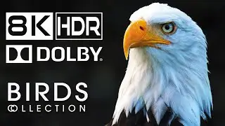 8K BIRDS • Real Nature Sounds in 8K Video Ultra HD