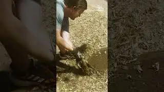 Cute Armadillo Rescued From Hole!