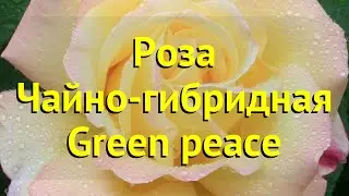 Роза чайно-гибридная Глория Дей. Краткий обзор, описание характеристик Green peace