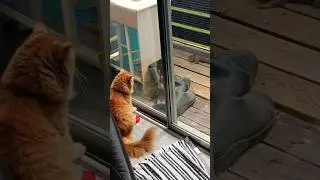 Cat Squirrel 🐈 🐿 #shorts