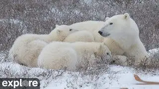 Polar Bear Tundra Buggy  powered by EXPLORE.org