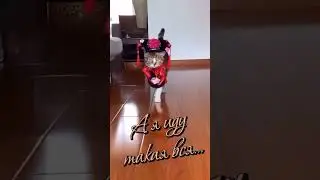 Котяшки- модняшки🤣👍