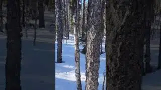 Работа лайки по лосю