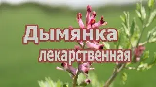 Трава дымянка лекарственная (аптечная), лечебные свойства растения, применение, противопоказания.