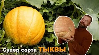 Полезные свойства тыквы. Обзор сортов и гибридов.