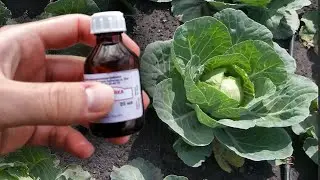 ПАРУ КАПЕЛЬ И НЕТ ВРЕДИТЕЛЕЙ НА КАПУСТЕ! КАПУСТА РАСТЁТ НА ГЛАЗАХ БЕЗ ВРЕДИТЕЛЕЙ И БОЛЕЗНЕЙ!