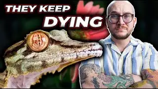 They Keep Dying. I'm Done With These Reptiles!