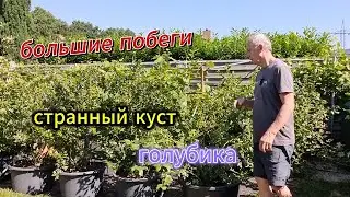 Что с голубикой