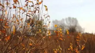 Stock Footage - Autumn Yellow Faded Leaves | VideoHive