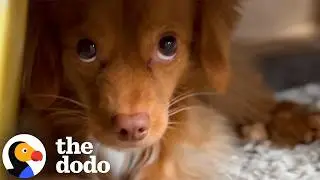 Dodo Producer Tries To Win Over Anxious Dog | The Dodo