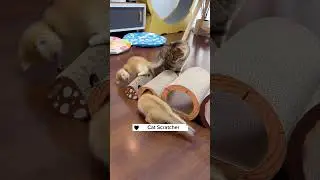 Cat scratcher