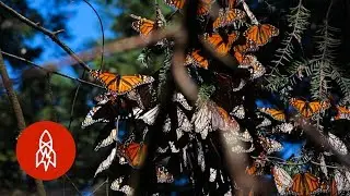 Monarchs by the Millions: Welcome to Butterfly Forest