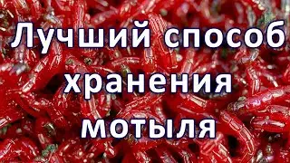 Как Хранить МОТЫЛЬ несколько МЕСЯЦЕВ.  Длительное хранение в домашних условиях.