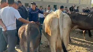Yangiqõrġon tumani Begabod  Mol bozori sigirlar narhlari bilan tanishing 7.09.2024yil