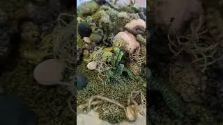 Wildscape in Progress